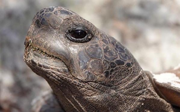 Close up photo of a gopher tortoise head
