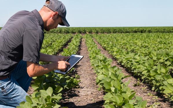 Farmer inspects crops with a tablet