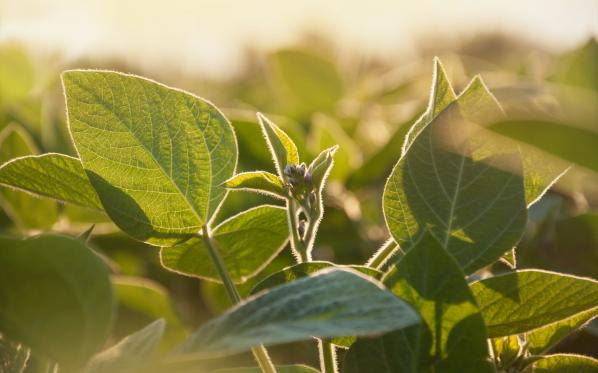 Close up of a soy plant