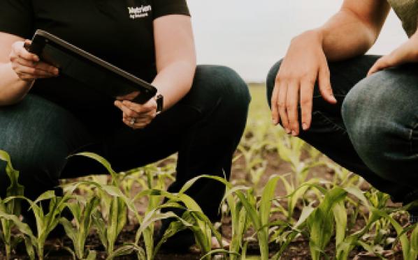 growers in a field
