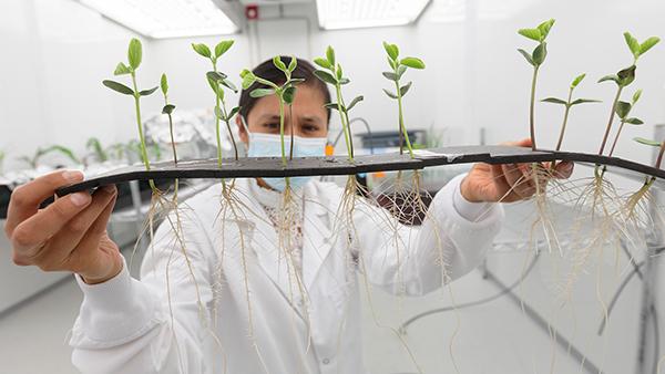 Scientists holds up growing leaf buds