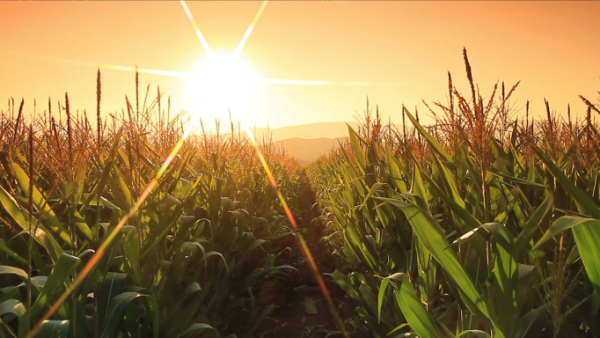 sunset in corn field