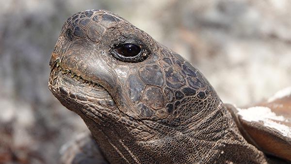 Tortoise in white springs looking upward