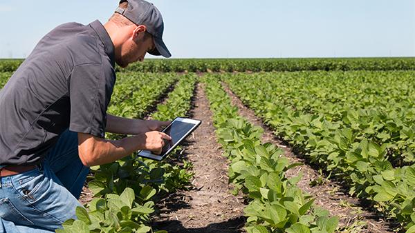 Farmer analyses his crop using a tablet