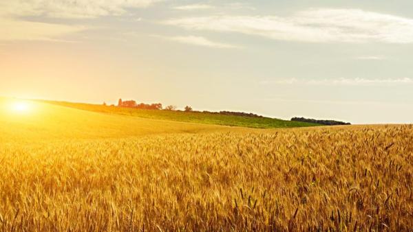 field in Australia